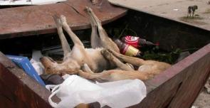cani_romania_interna