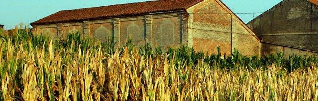 Agricoltura, cancerogeno un terzo del mais del 2012: finirà negli impianti di biogas