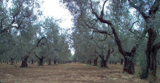 Puglia, ulivi uccisi da batterio killer: il Salento rischia il deserto, l’Italia il contagio