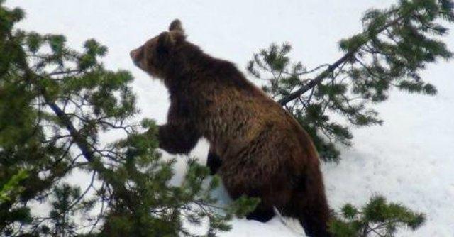 Daniza, morta l’orsa del Trentino. “Non è sopravvissuta alla narcosi”