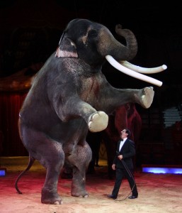 elefante-circo-wiki