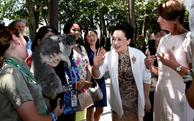 Peng Liyuan-Koala-g20