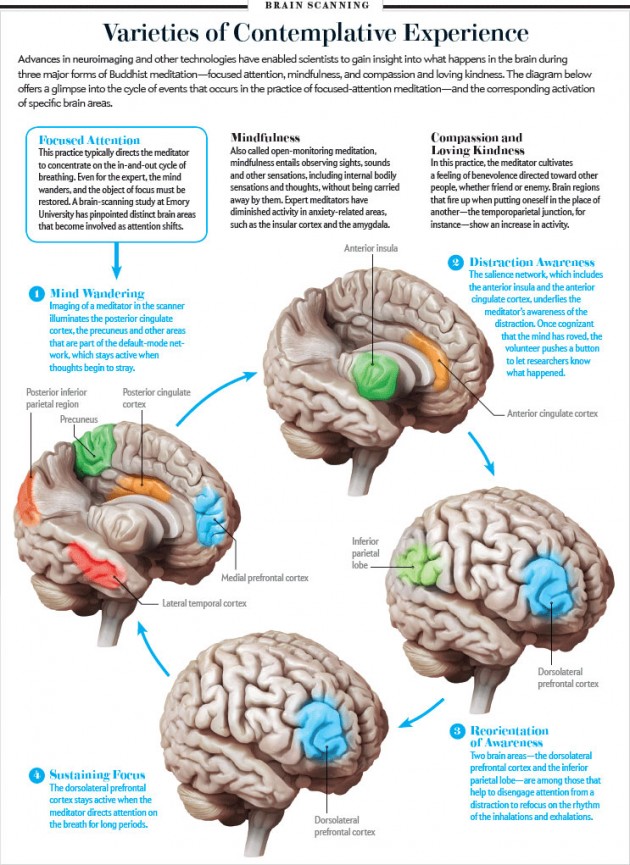 aree del cervello coinvolte nella meditazione - Scientific American
