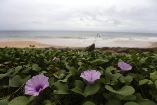 Flowers are seen on the beach in Seenigama