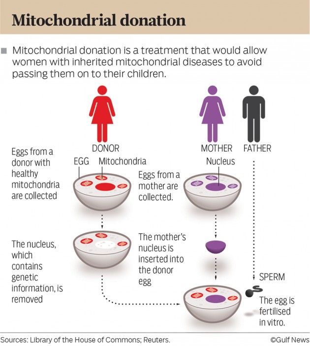 Mitocondrial-infogr