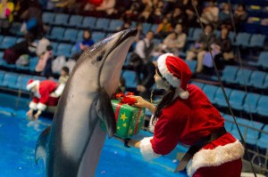 Tokyo, lo spettacolo natalizio dei delfini