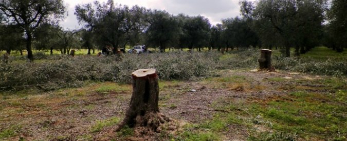 Strage ulivi in Puglia, il diktat Ue: “Abbattere tutti gli alberi infetti”