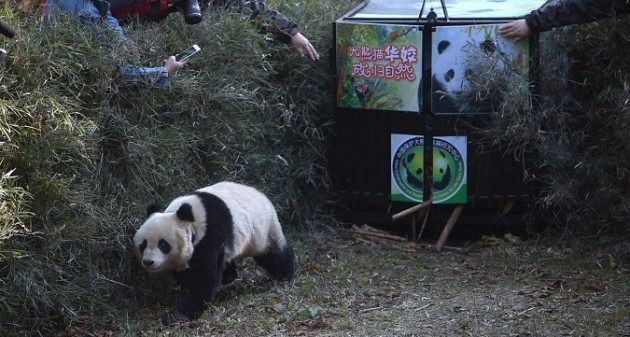 Cina,panda gigante ritorna nel suo habitat naturale