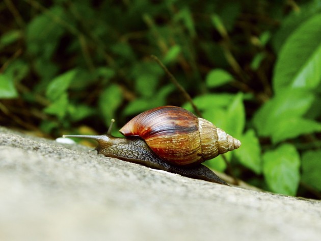 snail-1249053_960_720
