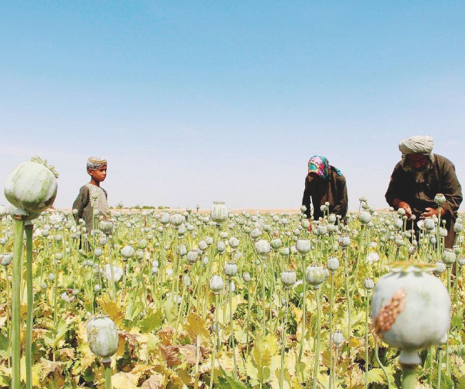 Afghanistan Poppy cultivation