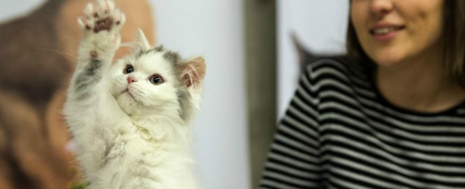 Maturità, gatti in classe contro lo stress da esami: l’esperimento in Australia