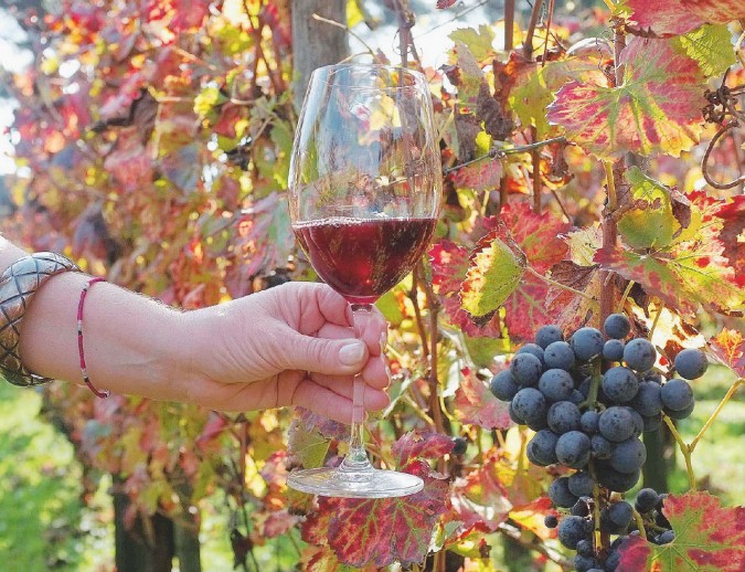 Pompei: vendemmia aperta al pubblico negli scavi