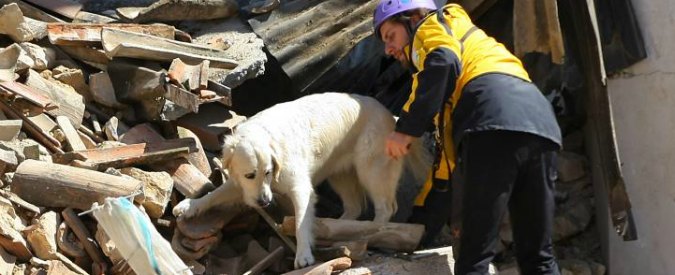 Terremoto, i cani da macerie che aiutano i soccorritori: hanno salvato 60 persone
