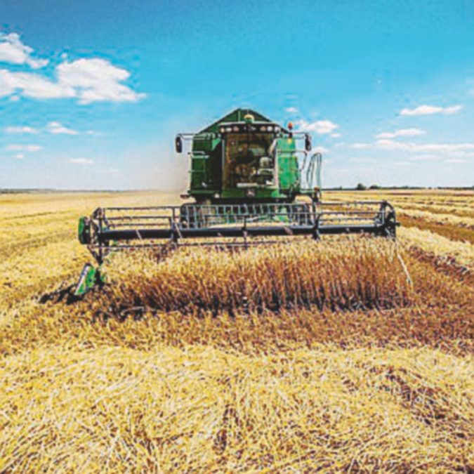 Wheat harvesting begins
