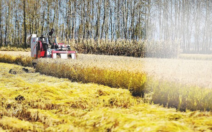 CHINA-JILIN-HARVEST (CN)