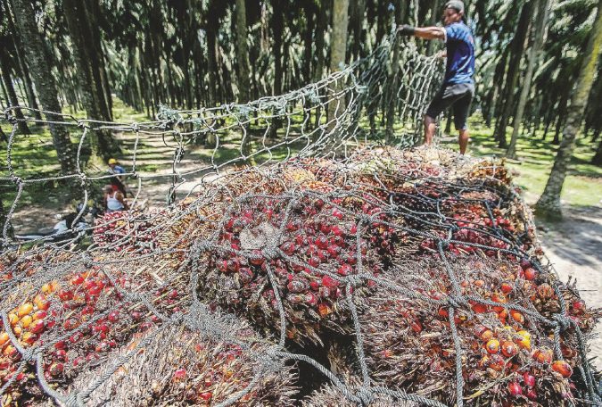 Il grande nemico. Un lavoratore carica olio di palma su un camion nella piantagione di Langkat, in Indonesia. Finirà nelle nostre merendine? - LaPresse