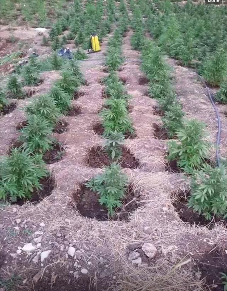 marijuana-piantagioni