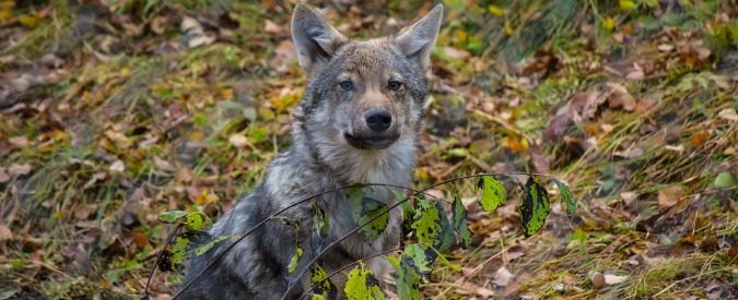 Abbattere i lupi? Una decisione crudele e inutile