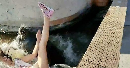 Addenta la bambina e la trascina in acqua: imprevedibile scatto del leone marino. L’attacco ripreso da un cellulare