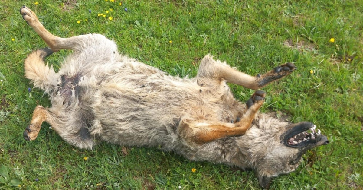 Abruzzo Nove Lupi Uccisi In Pochi Giorni Il Fatto Quotidiano