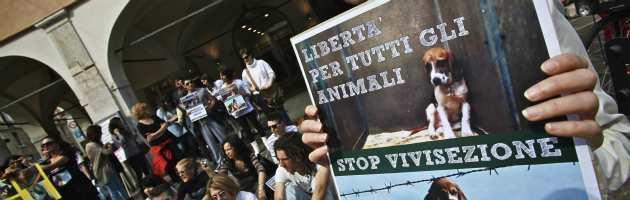 Giornata mondiale contro Green Hill, a Roma proteste anti vivisezione