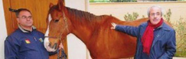 Palermo: ecco Zorro il cavallo che prende il vitalizio da 2300 euro al mese