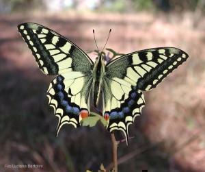Papilio-machaon