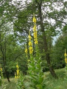 Fioritura di tasso barbasso