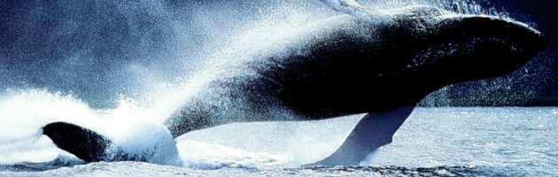 Copertina di Balene, allarme sonoro lungo il percorso di migrazione per salvarle