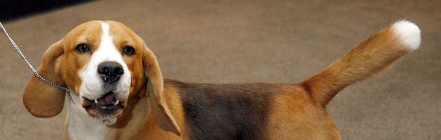 Copertina di Green Hill, ecco come adottare un beagle. Da venerdì liberi i primi cuccioli