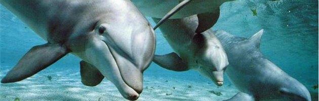 Copertina di Livorno, 29 delfini morti in 4 mesi. “Colpa del morbillo, ma sono indeboliti dai Pcb”