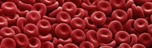 Genetica, scoperta la proteina che “regola” grandezza dei globuli rossi