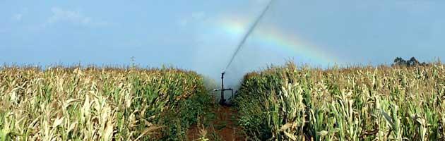 “Il mais Ogm è veleno”. Studio choc in Francia, allarme del governo e della Ue