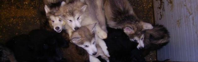 Maltrattamento animali, scoperto allevamento abusivo con 100 cani