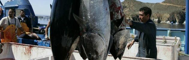 Fukushima, metà pesce contaminato. “Troppo cesio per consumarlo”