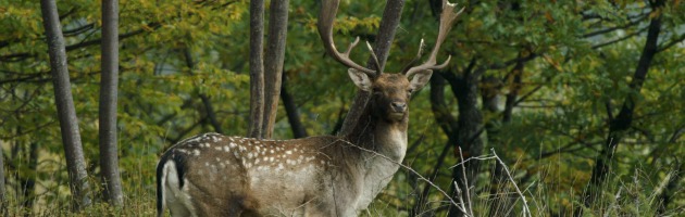 Copertina di Foreste Casentinesi, cacciatore alla guida del parco. M5S: “Scelta inopportuna”