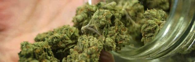 Marijuana, ‘buco’ nella Fini-Giovanardi. Il giudice: “Coltivarla per sé non è reato”