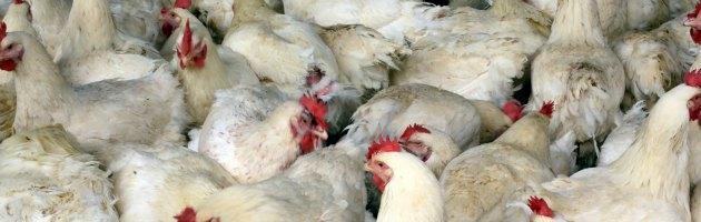 Copertina di Cina, rogo in allevamento di polli. 112 morti