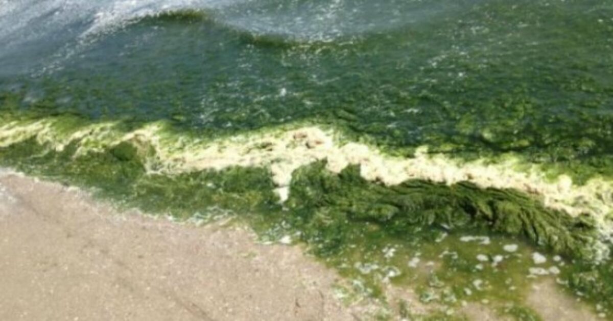 Puglia, alga tossica aumenta la sua presenza nell’Adriatico: da Molfetta a Monopoli le concentrazioni maggiori Puglia, alga tossica aumenta la sua presenza nell’Adriatico: da Molfetta a Monopoli le concentrazioni maggiori