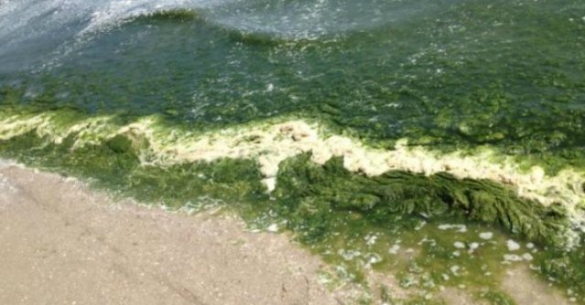 alghe cervia