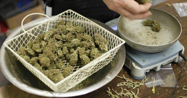 Puglia, via libera da consiglio regionale all’uso della cannabis per motivi terapeutici
