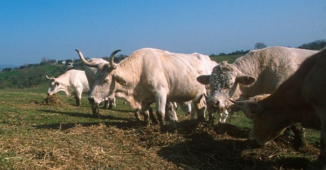 Copertina di Diossina nel latte dei bovini che pascolano a Massafra, a 20 km da Taranto