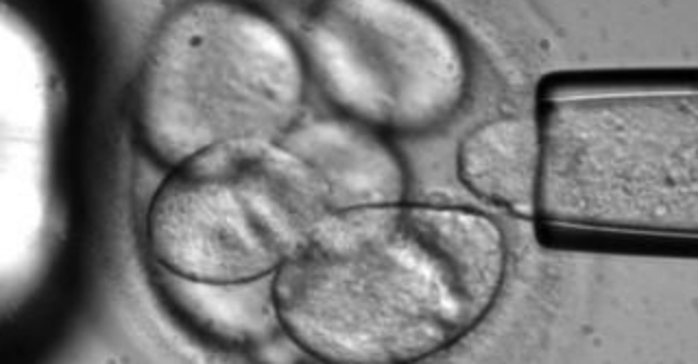 Staminali, ottenute cellule senza distruggere gli embrioni