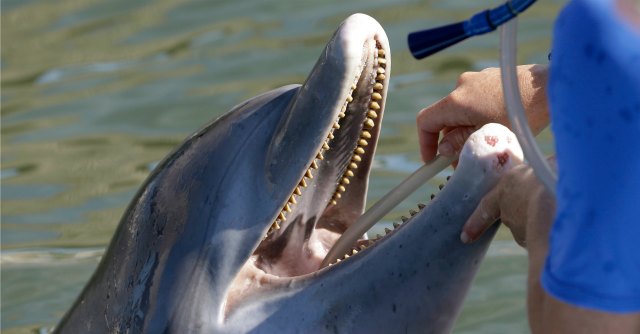 Delfinario Rimini, Cassazione: ok al sequestro degli animali maltrattati