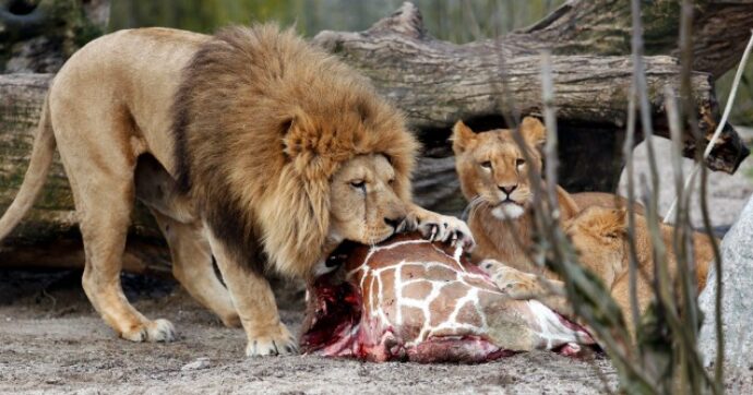 Zoo di Copenaghen, dopo la giraffa è il turno dei leoni: ammazzati in quattro