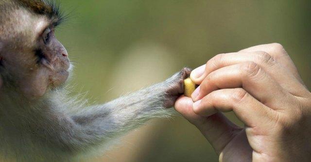 Modena, gli animalisti: “Liberate i macachi usati per la sperimentazione”