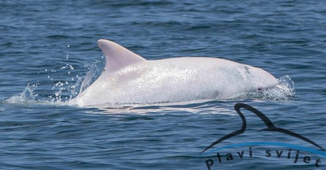 Delfino albino avvistato nell’Adriatico: “Ce ne sono solo 20 in tutto il mondo”
