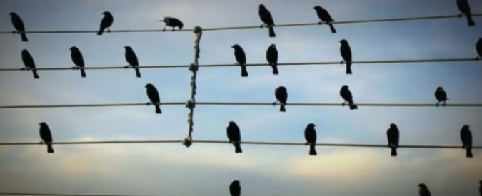 Jarbas Agnelli, video “Birds on the wires”. In uno stormo l’essenza della musica