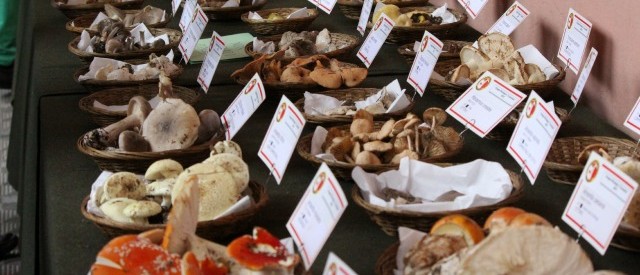Funghi, dalle tante varietà del porcino all’Amanita Cesarea. Parola al micologo