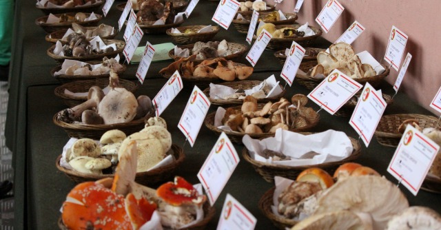 Funghi, dalle tante varietà del porcino all’Amanita Cesarea. Parola al micologo